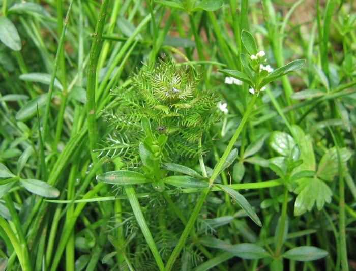 Myriophyllum_sp.jpg