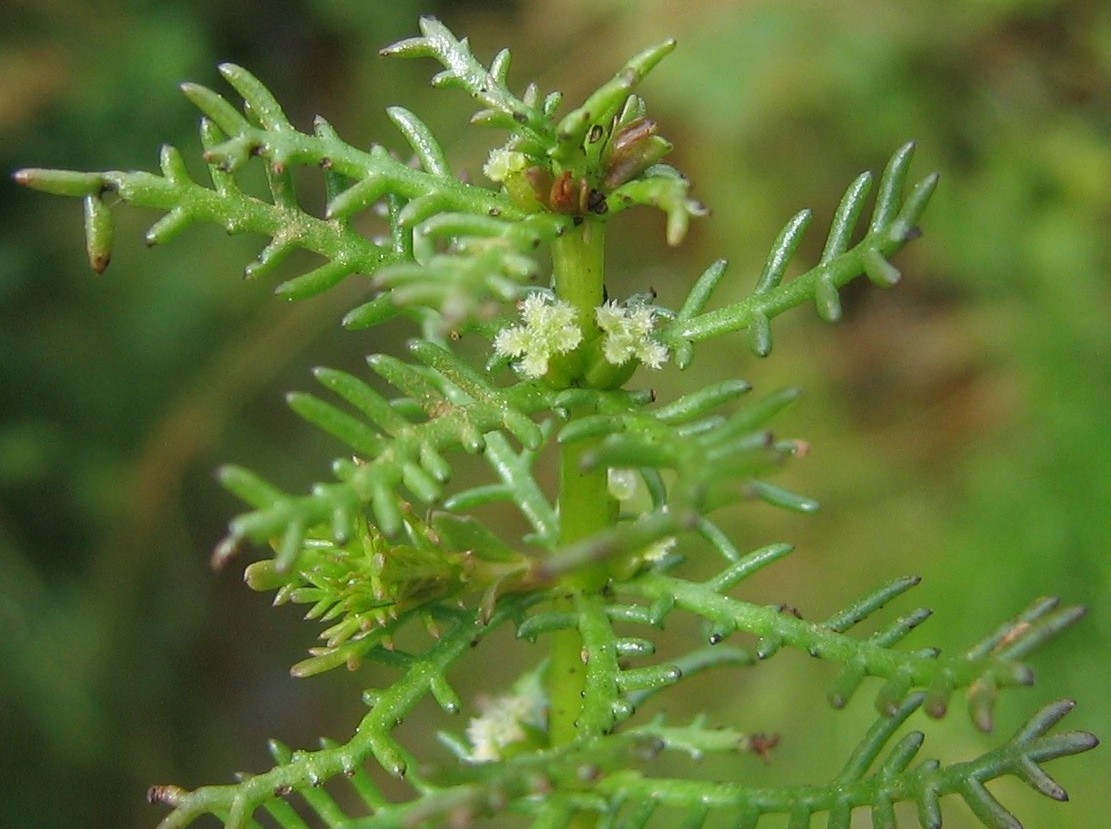 Myriophyllum_sp2.jpg