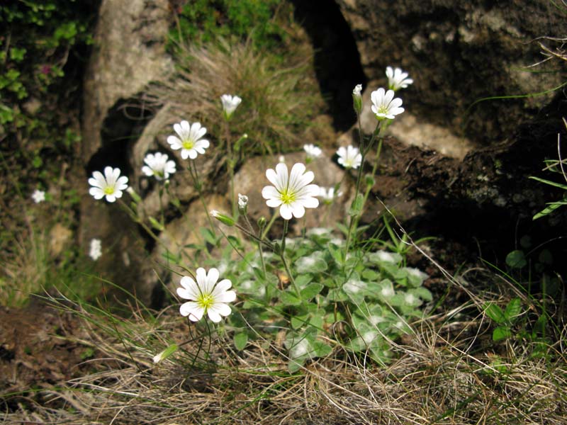 Caryophyllacées - X 2 - Roumanie (Parc Nat Cealhau) RED 1.jpg