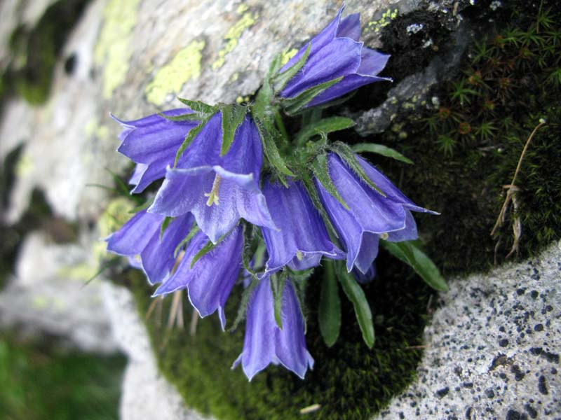 Campanulacées - Campanula sp 09 - Roumanie (Carp méri - Res Nat Arpasel) RED.jpg