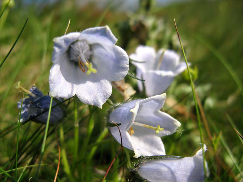 Campanulacées - Campanula sp 05 - Roumanie (Parc Nat Cealhau) RED 2.jpg