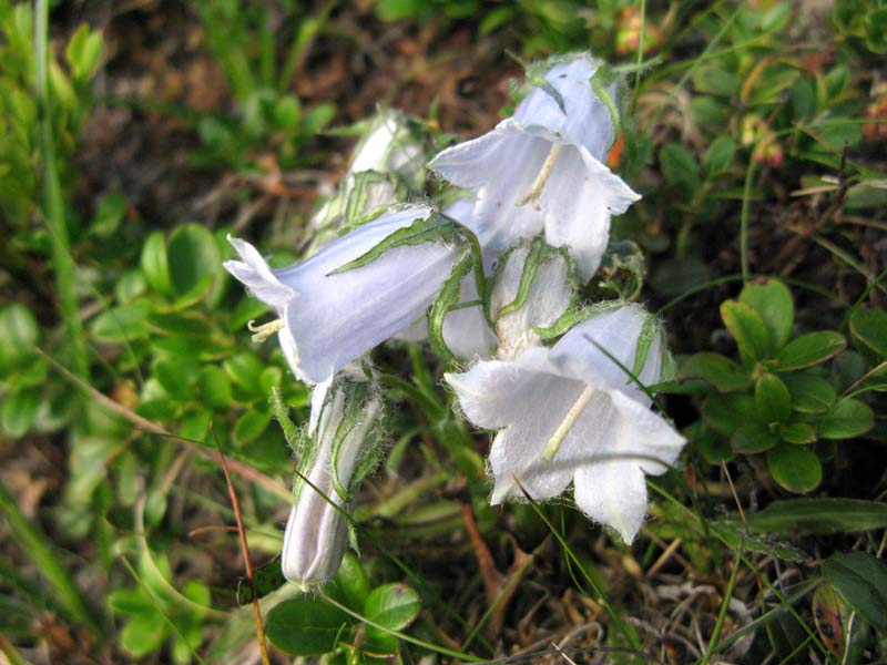 Campanulacées - Campanula sp 07 - Roumanie (Parc Nat Cealhau)  RED.jpg