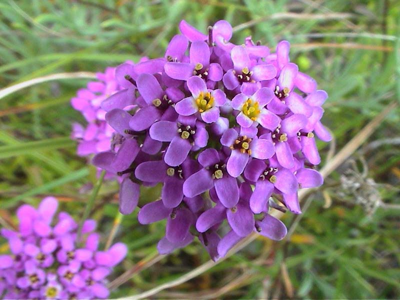 Brassicacées - X 4 - Gallice RED.jpg