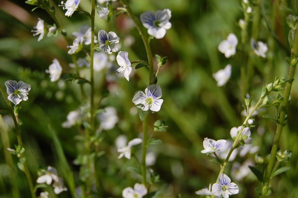 Veronica serpyllifolia.JPG