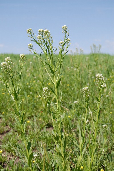 Thlaspi arvense.JPG