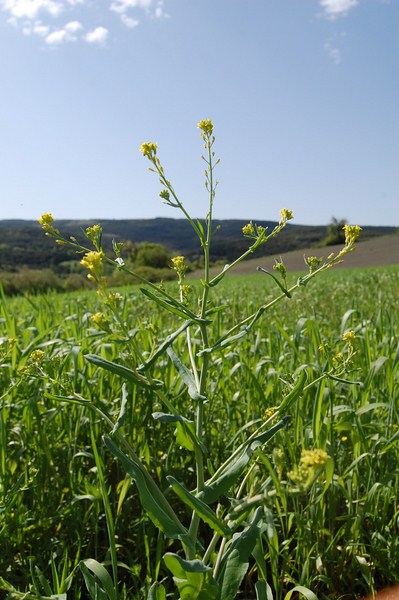 Myagrum perfoliatum.JPG