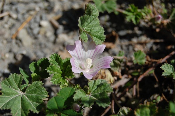 Malva neglecta.JPG
