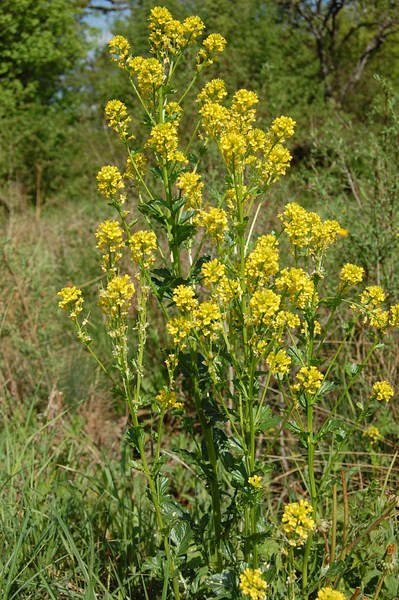 Barbarea vulgaris.JPG