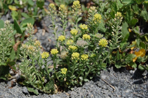 Alyssum simplex.JPG