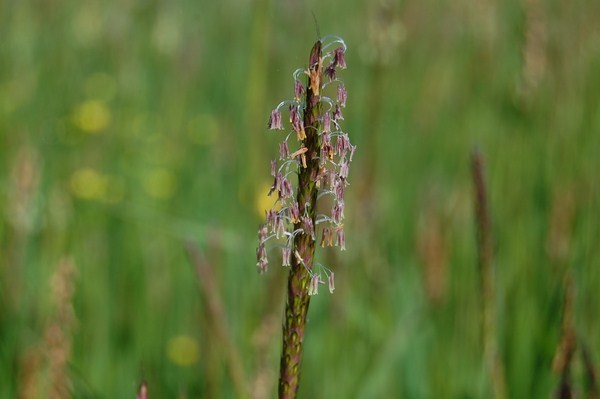 Alopecurus myosuroides.JPG