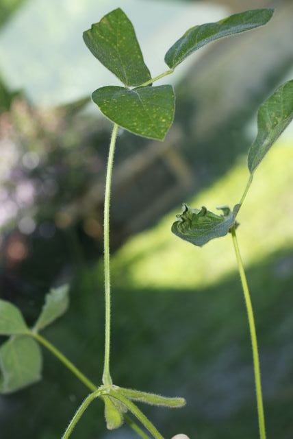 DSC01838 [640x480].JPG