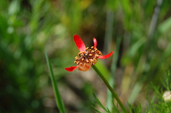 Adonis flammea.JPG