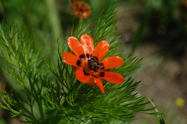 Adonis aestivalis.JPG