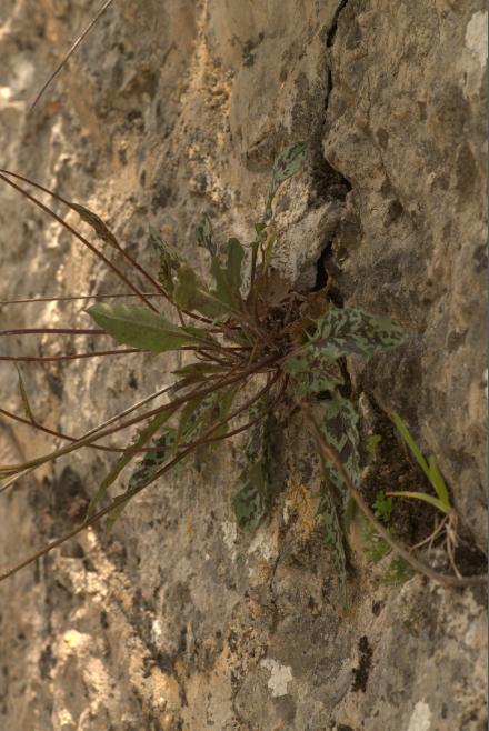 hieracium 1.jpg
