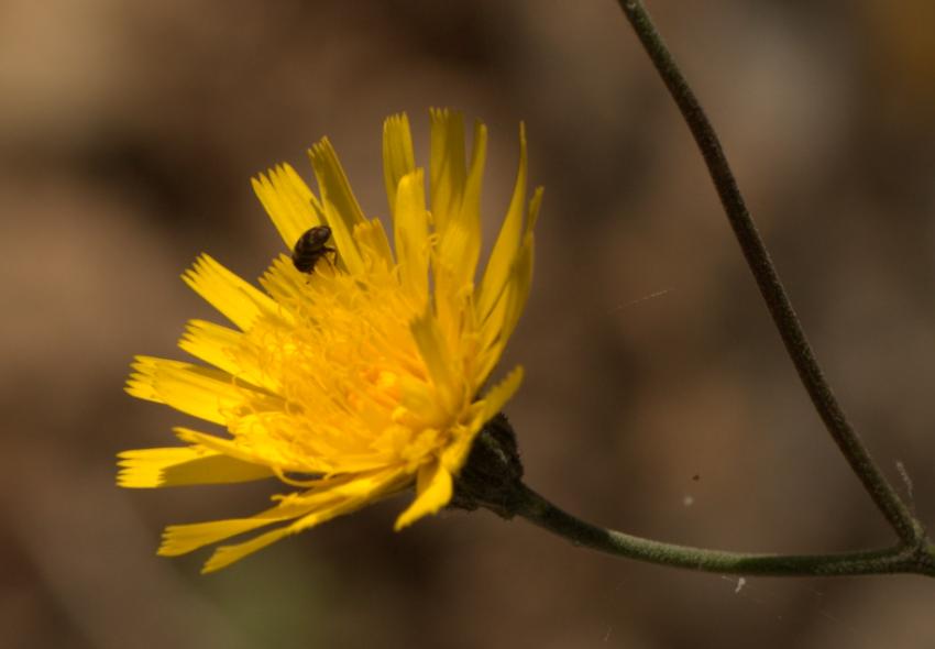 hieracium 1 bis.jpg