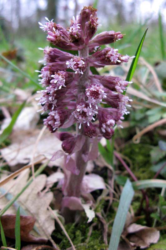 Asteracées - Petasites hybridus (Grand P.) - red.jpg