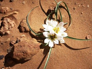 fleur marocaine.jpg