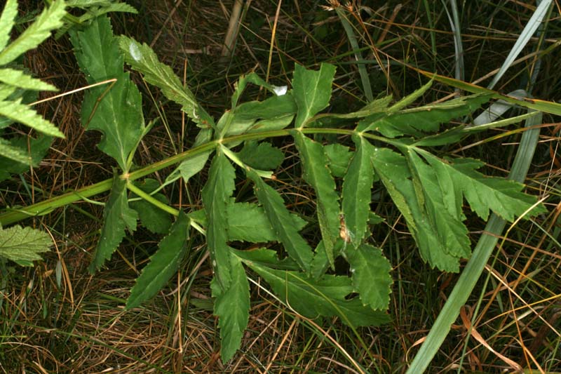 Pastinaca sativa RED.jpg