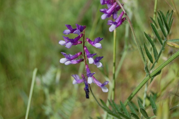 Vicia villosa villosa (7) [1600x1200].JPG