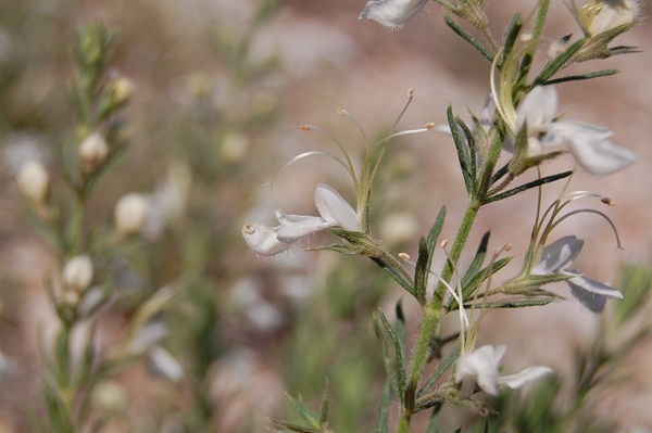 Teucrium pseudochamaepitys (4) [1600x1200].JPG