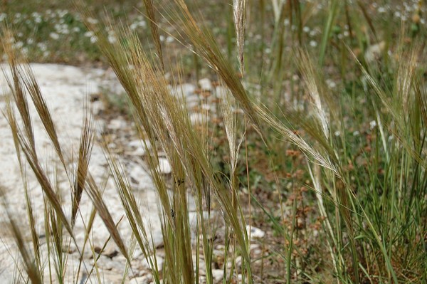 Stipa capensis (7) [1600x1200].JPG