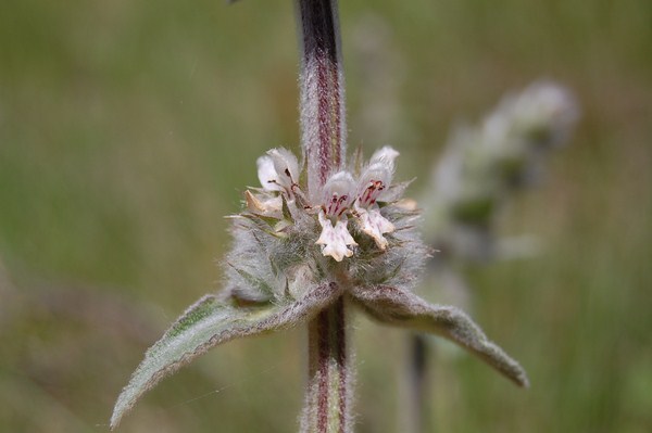 Stachys cretica (5) [1600x1200].JPG