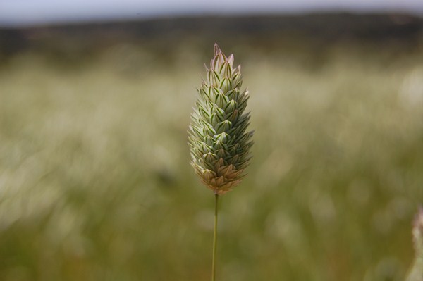 Phalaris brachystachys.JPG