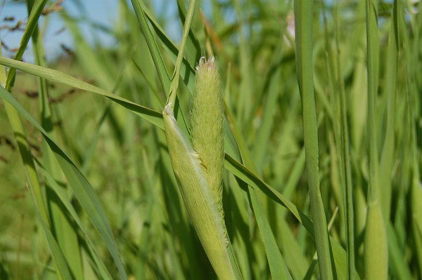 Phalaris aquatica (7) [1600x1200].JPG