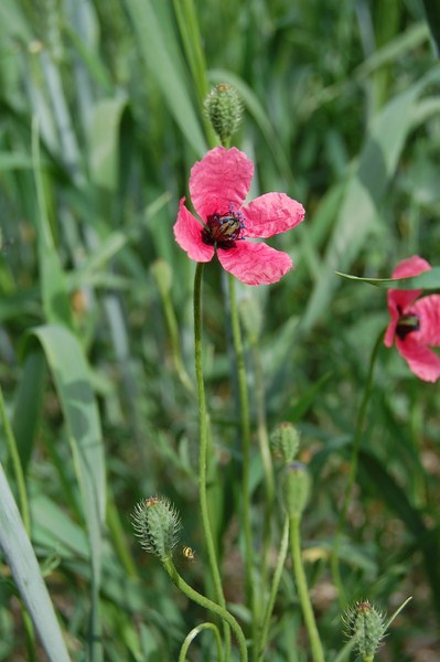 Papaver hybridum (6) [1600x1200].JPG