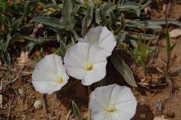 Convolvulus lineatus (1) [1600x1200].JPG