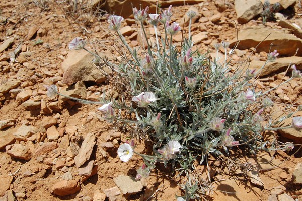 Convolvulus lanuginosus (11) [1600x1200].JPG