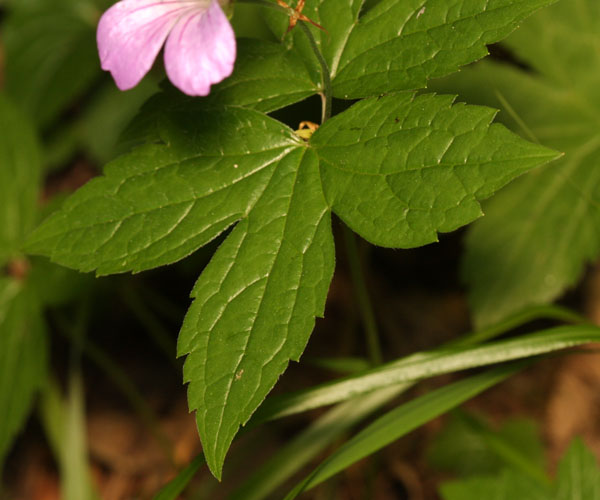 La feuille