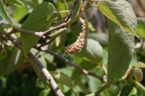 Broussonetia papyrifera (10) [1600x1200].JPG