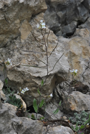 Arabis alpina L..JPG
