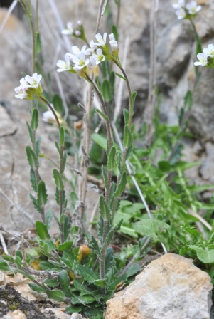 Arabis collina Ten..JPG
