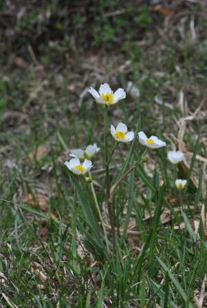 Ranunculus pyrenaeus subsp. kuepferi (Greuter & Burdet) J.M.Tison & al..JPG