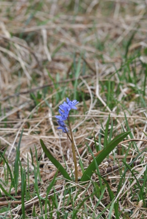 Scilla bifolia L..JPG