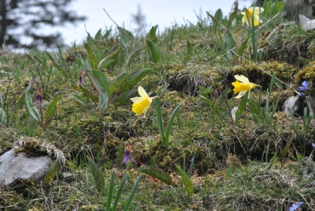 Narcissus pseudonarcissus L..JPG