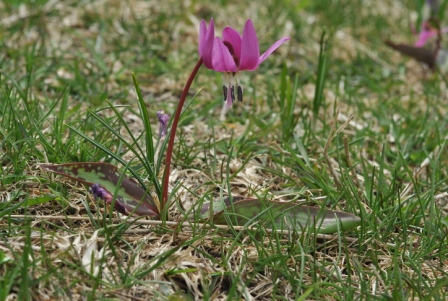 Erythronium dens-canis L..JPG