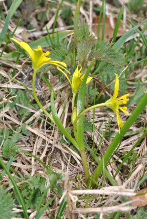 Gagea fragifera (Vill.) E.Bayer & G.López.JPG