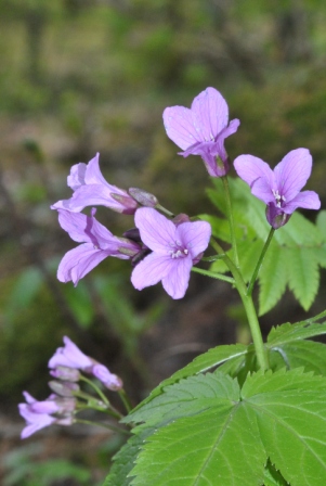 Cardamine pentaphyllos (L.) Crantz.JPG