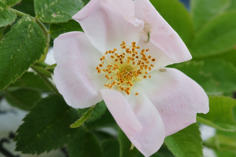 Rosa tomentosa (9) (Copier).JPG
