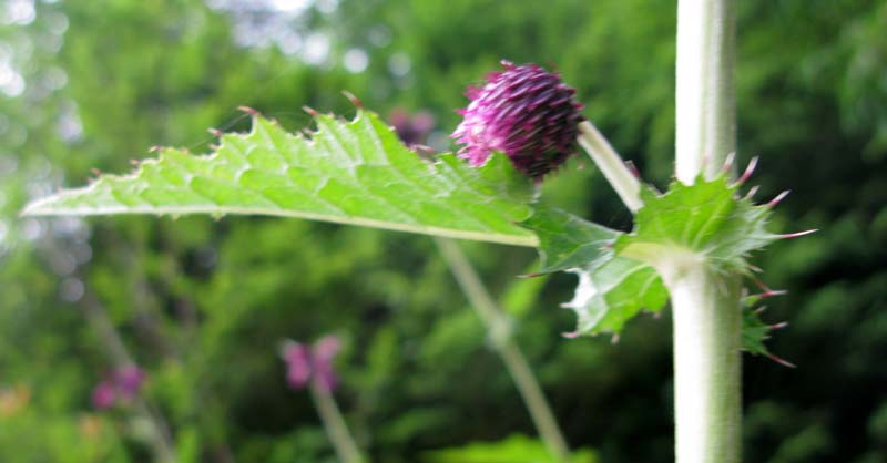 Asteracées - Cirsium RED 4.jpg