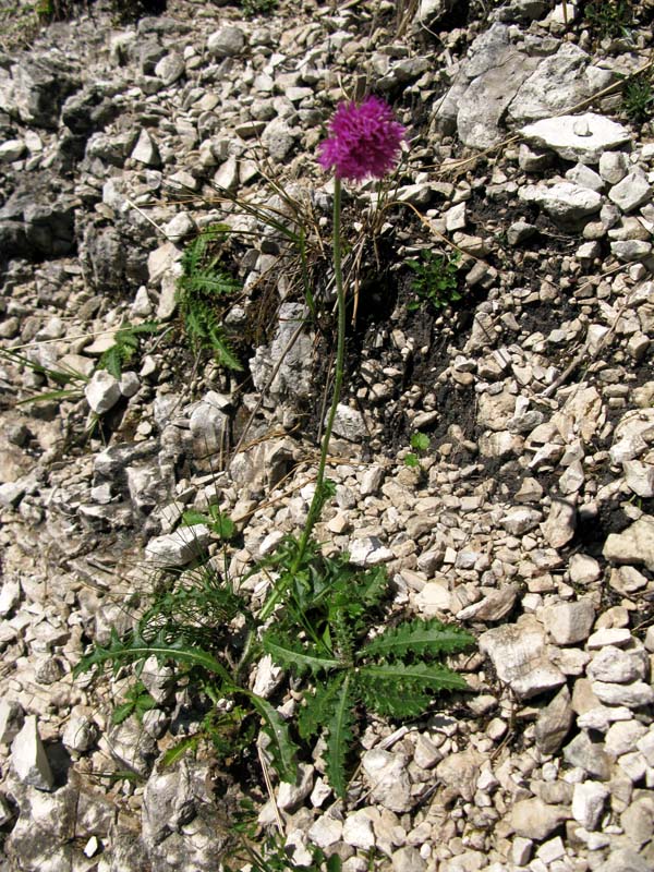 Asteracées - Carduus sp - RED 1.jpg