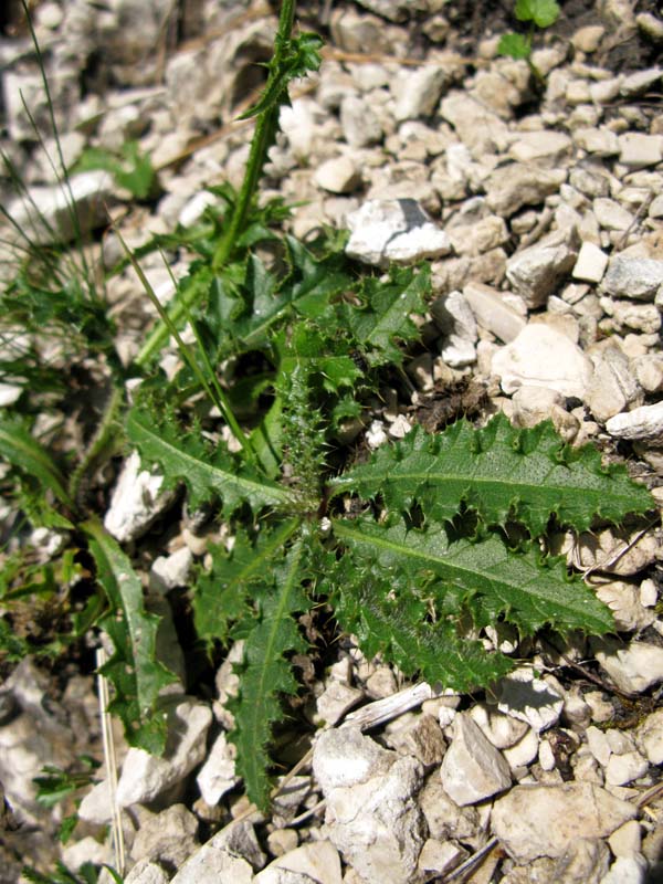 Asteracées - Carduus sp - RED 2.jpg