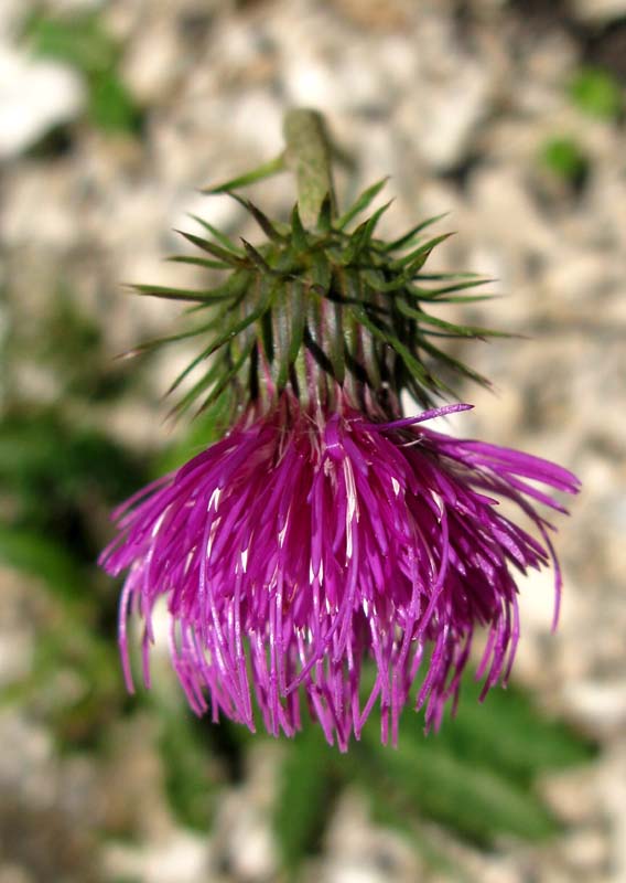 Asteracées - Carduus sp - RED 3.jpg