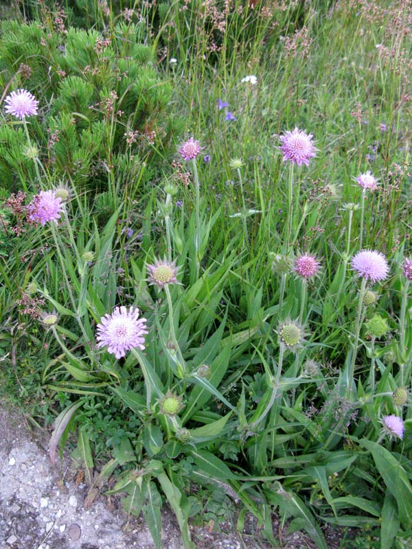 Dipsacées - Scabiosa sp - Roumanie RED 1.jpg