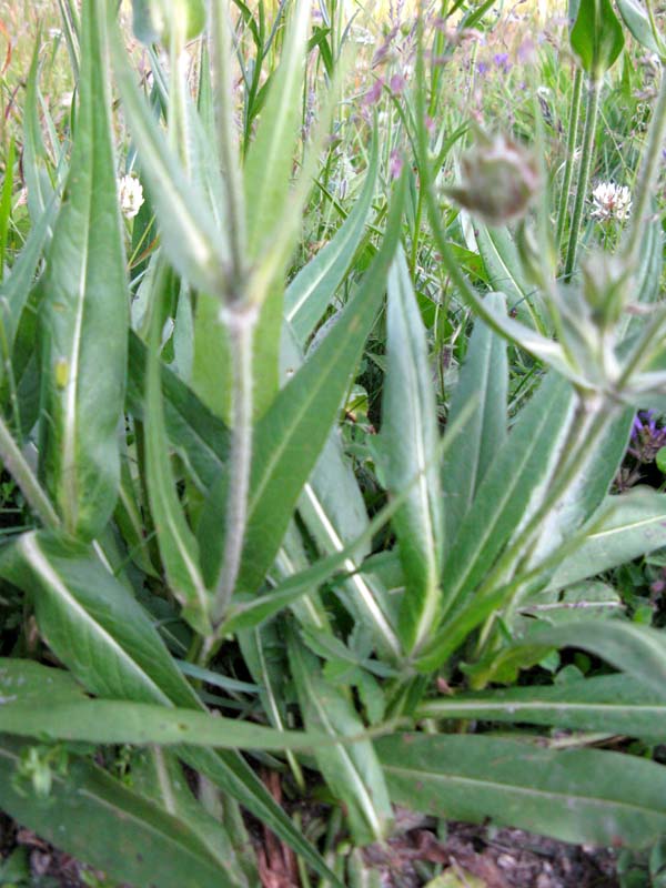 Dipsacées - Scabiosa sp - Roumanie RED 2.jpg