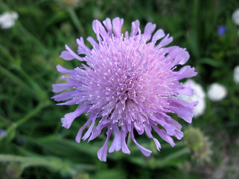 Dipsacées - Scabiosa sp - Roumanie RED 3.jpg
