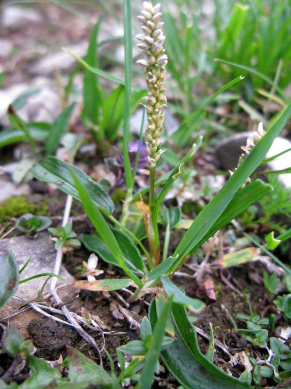 Polygonacées - Polygonum sp RED.jpg